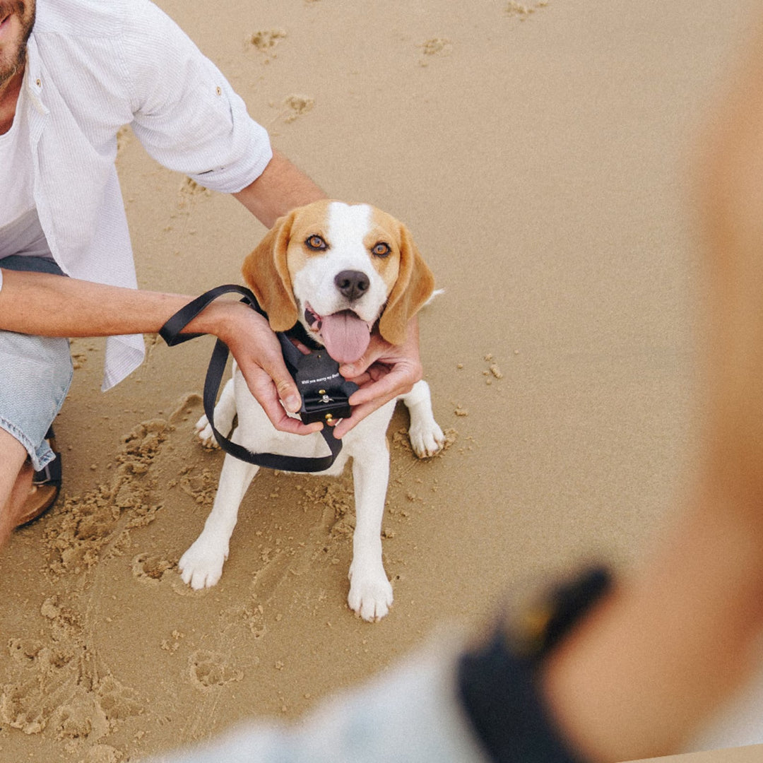 Pochette personnalisée pour bague de fiançailles avec chien | Boîte à bagues en cuir pour faire une demande en mariage avec votre chien